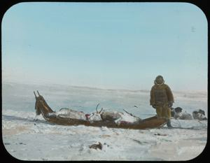 Image: Two Dead Caribou on Sledge